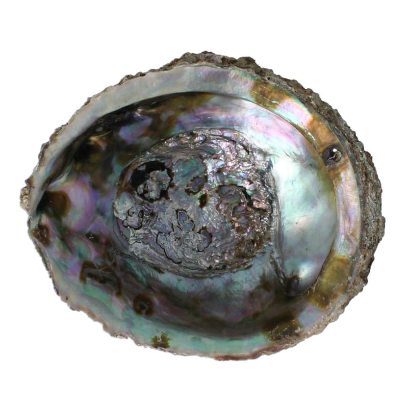 Alchemia Abalone Schelpen