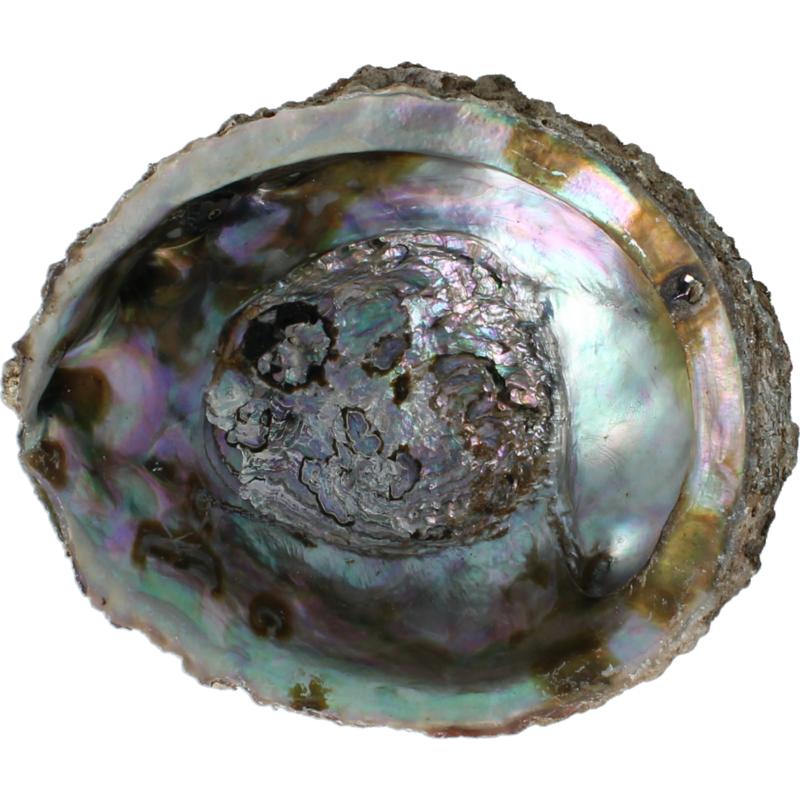Alchemia Abalone Schelpen