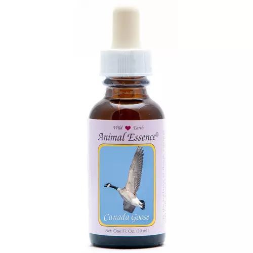 Animal Essences Canada Goose (Canadese Gans)