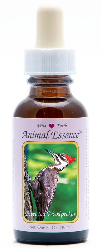 Animal Essences Pileated Woodpecker (Helmspecht)