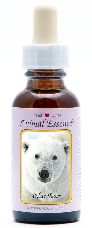Animal Essences Polar Bear (Ijsbeer)