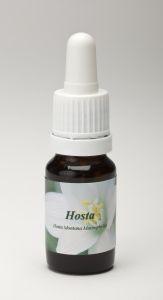 Star Remedies Hosta