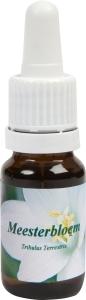 Star Remedies Meesterbloem