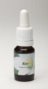 Star Remedies Riet